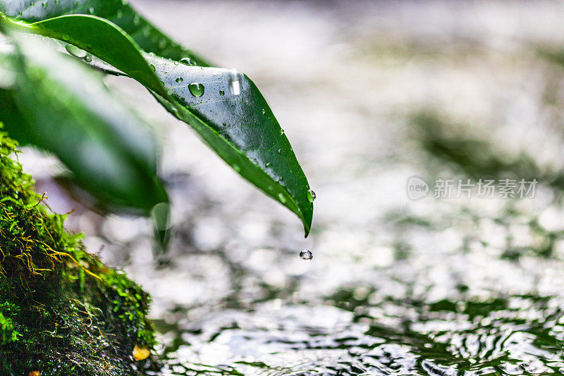 水珠从河里的树叶上落下的特写镜头