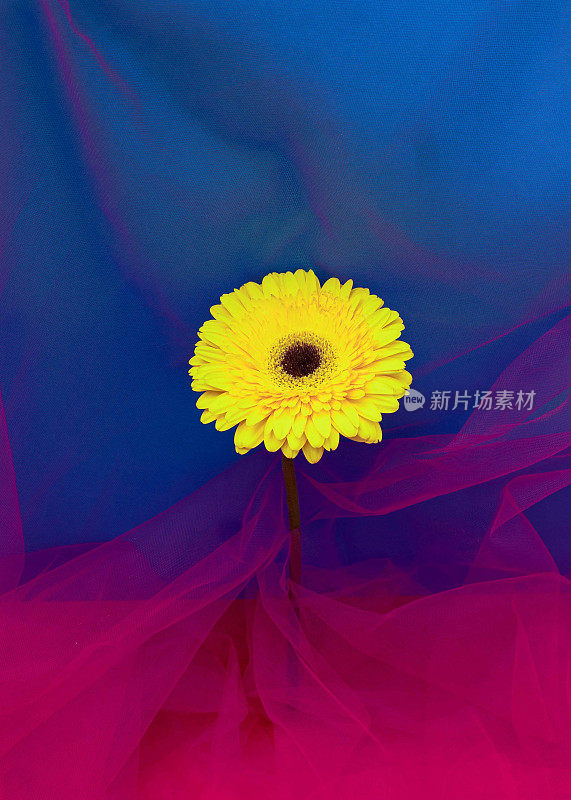 黄色非洲菊花从品红色薄纱和蓝色背景中显现出来。春季手机壁纸或背景的最小超现实设计。未来的元宇宙概念