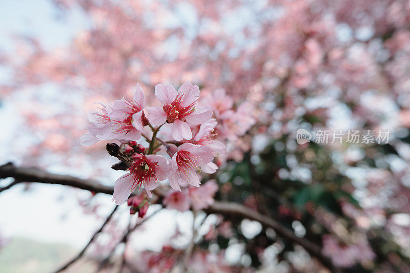 特写，泰国清莱邦空的樱花或泰国樱花