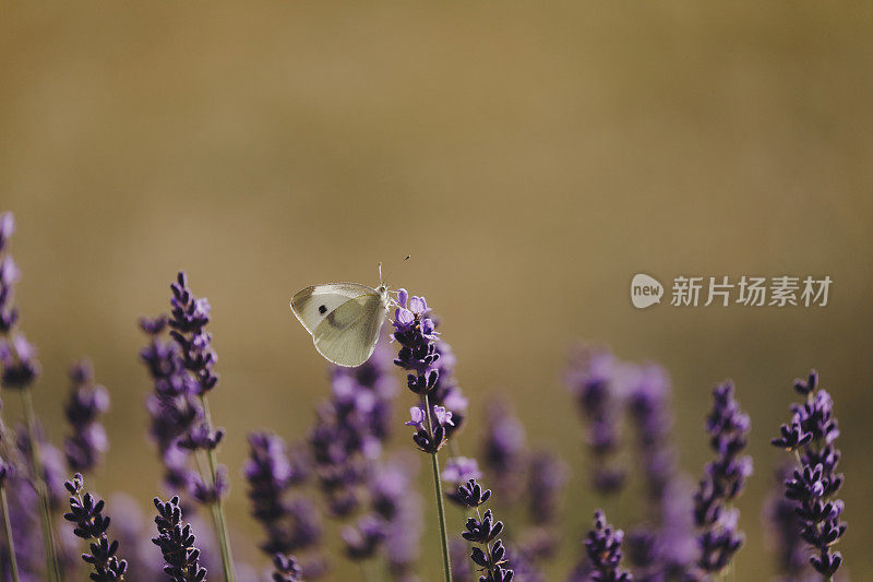 卷心菜蝴蝶和薰衣草