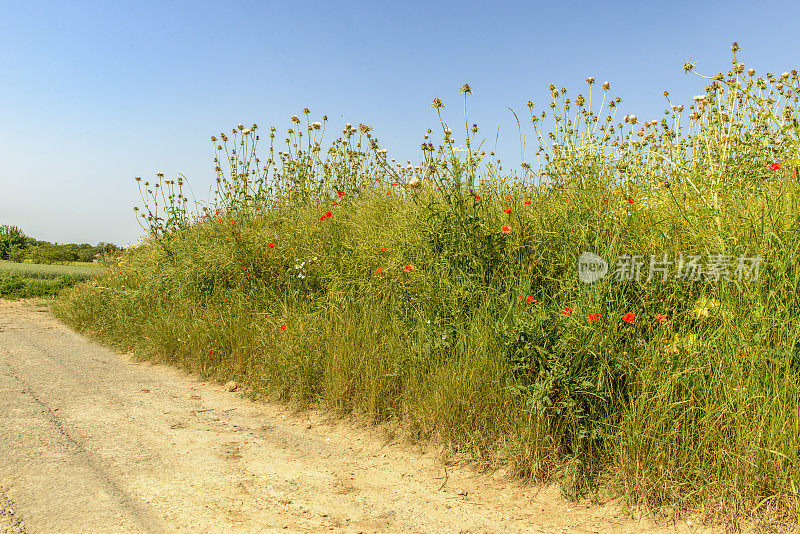 花条在田边喂虫，土路