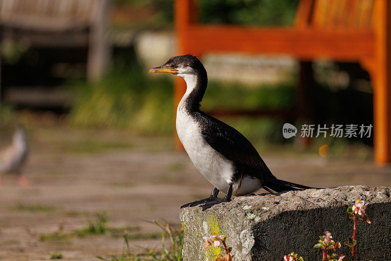 小黑斑鸬鹚，在早晨的阳光下休息