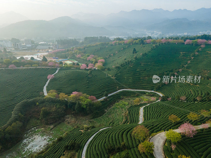 樱桃有机茶山鸟瞰图