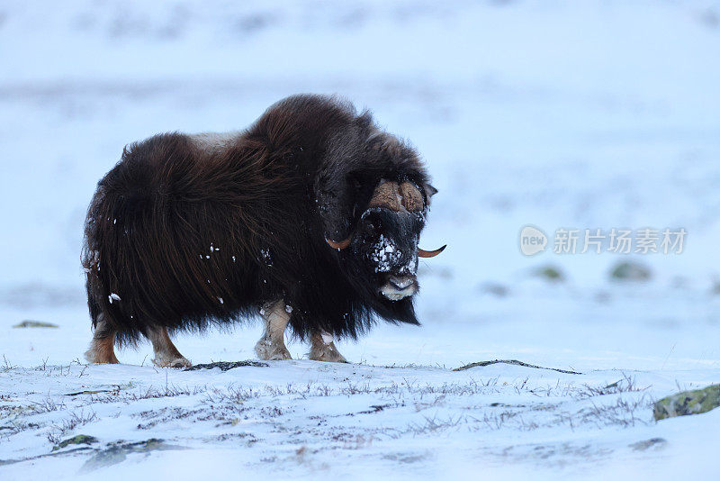 冬天的麝牛在Dovrefjell-Sunndalsfjella国家公园挪威