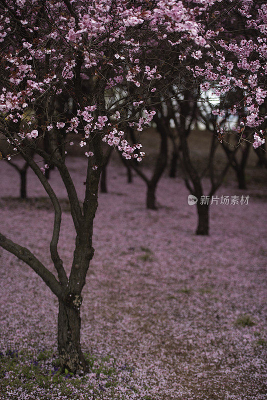 樱花盛开，花瓣纷纷落地