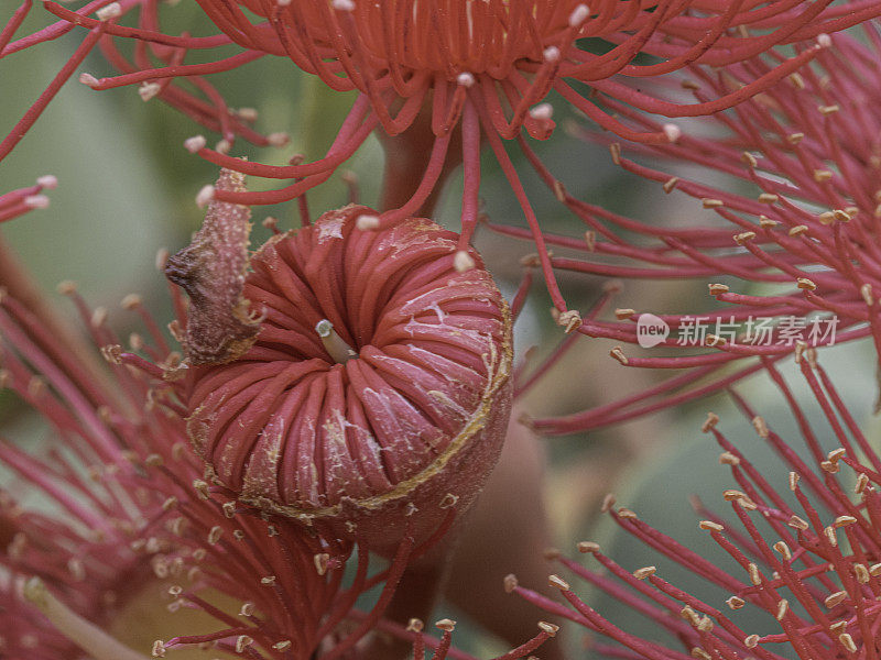 红色的花