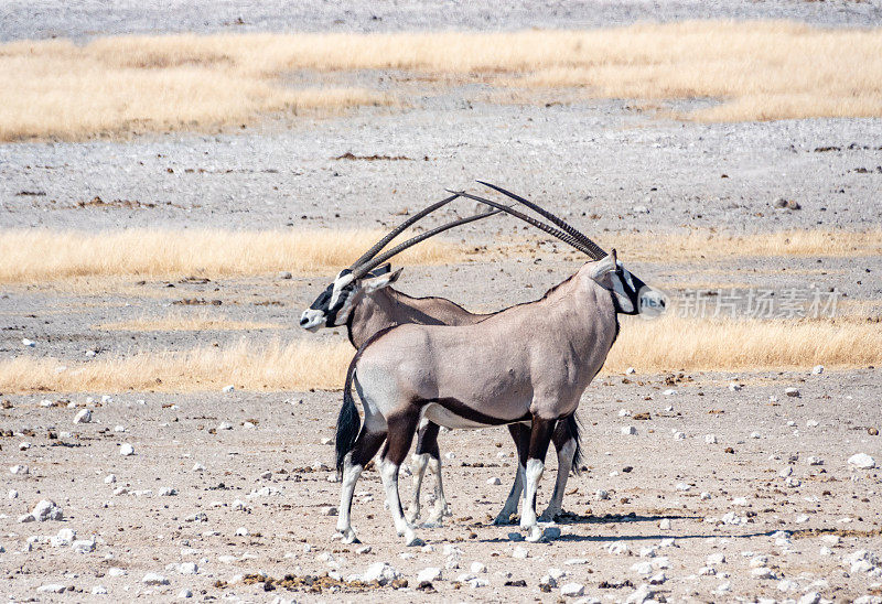 纳米比亚库内地区埃托沙国家公园的大羚羊