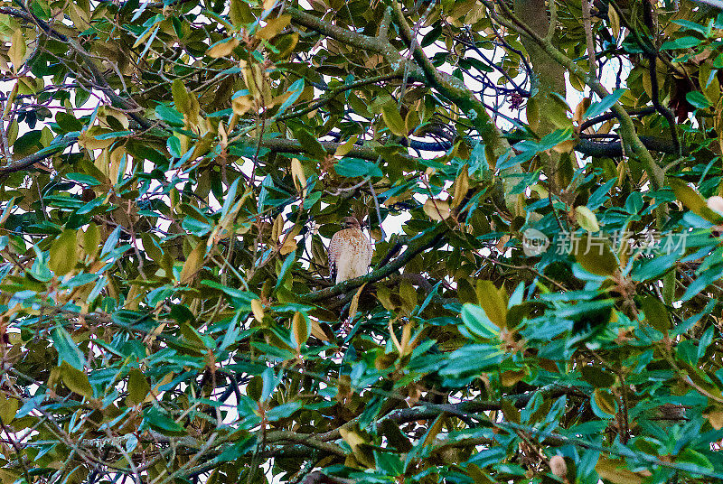 库柏鹰在木兰树上保持警惕