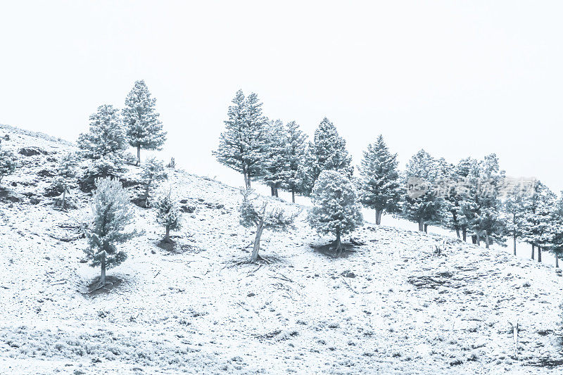黄石生态系统拉马尔山谷春季的雪和雾