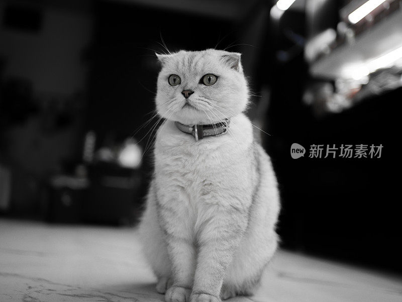 可爱的猫