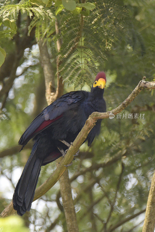 罗斯的Turaco