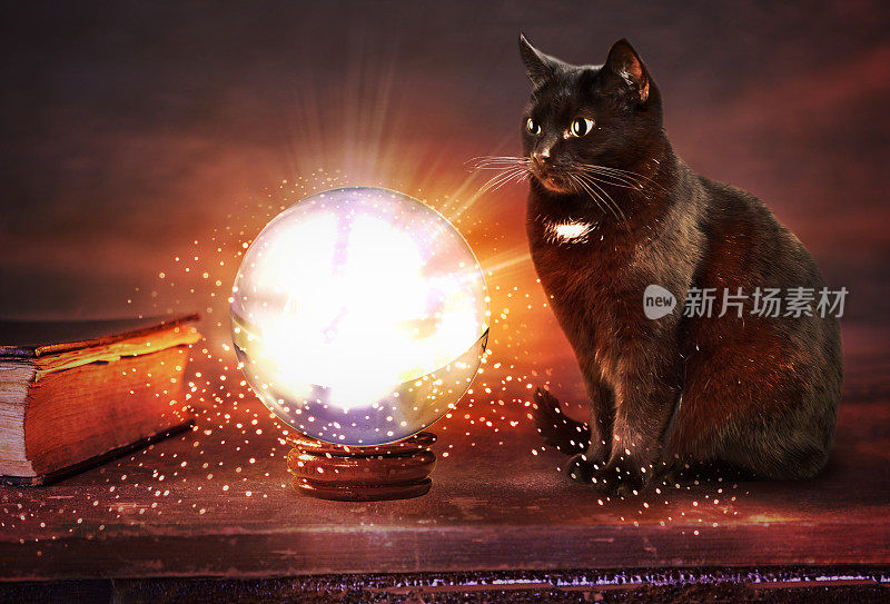 算命先生中世纪带猫的水晶球