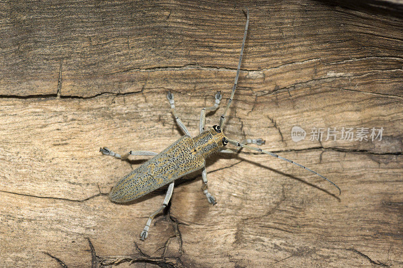 科罗拉多州利特尔顿，大白杨蛀虫甲虫走在树皮上