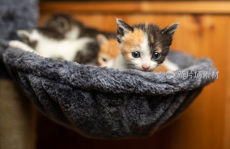 可爱的小猫们都挤在猫吊床上