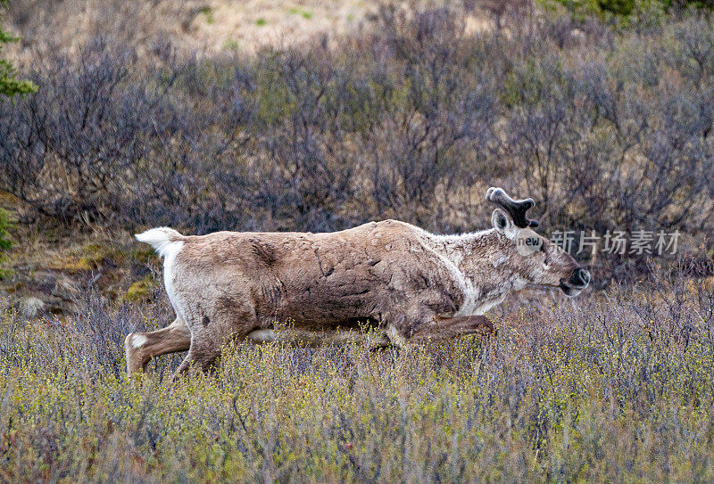 美国阿拉斯加州德纳里国家公园美丽壮观的高山景色中的野生驯鹿