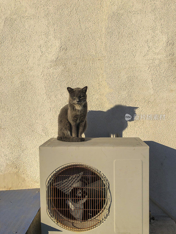 猫坐在空调上