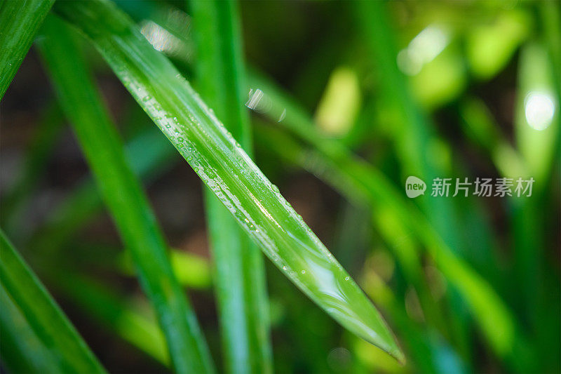 郁郁葱葱的绿草叶上挂着一滴滴水珠，在清晨的风里