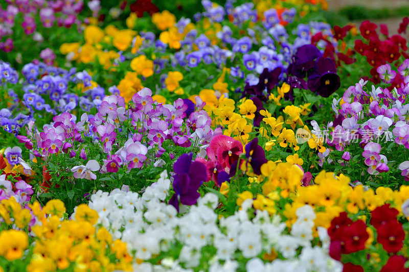 紫罗兰和三色堇:大胆，明亮，美丽的花