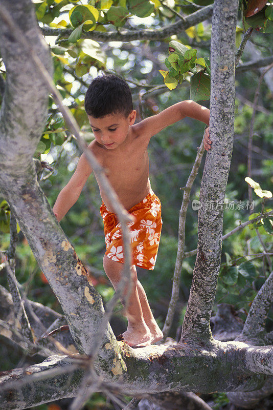 男孩在海滩上爬树