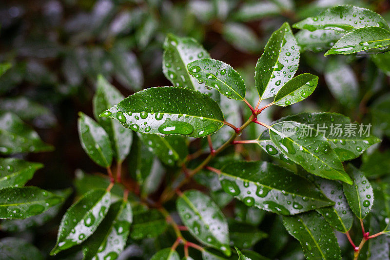 绿叶上有雨滴