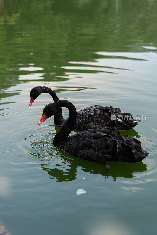美丽的黑天鹅一起在湖里游泳。