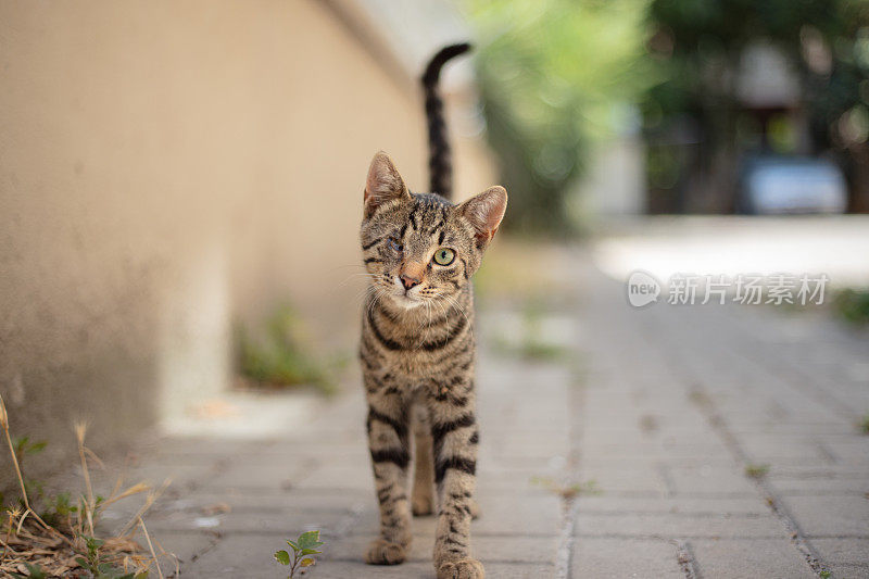 眼睛受伤的虎斑流浪猫。