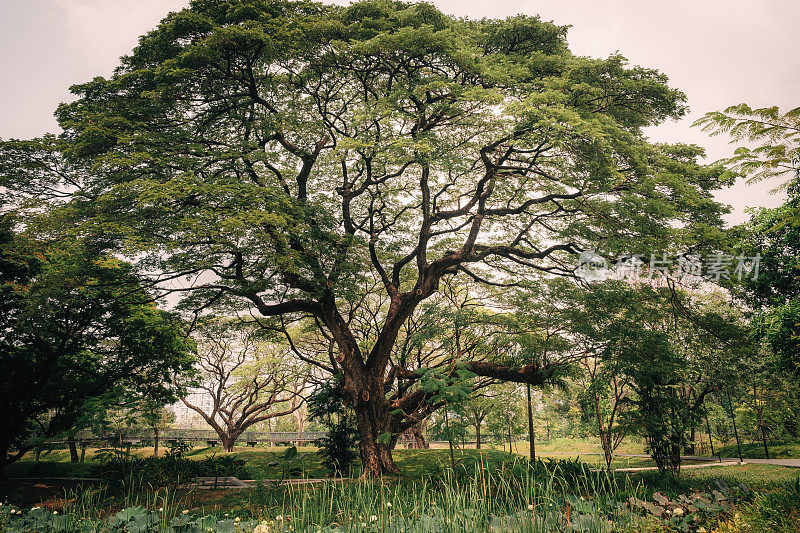 公园里的一棵大树，枝干弯曲，叶子郁郁葱葱