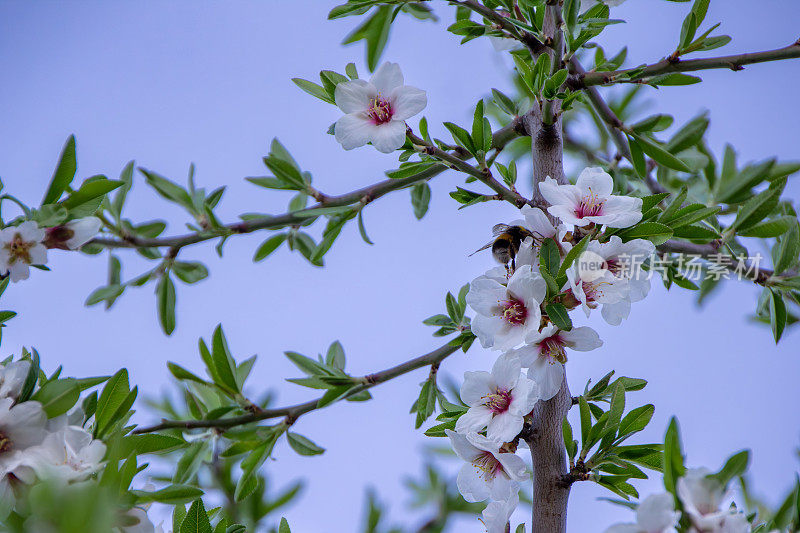 大黄蜂传粉者开花的杏树树枝特写
