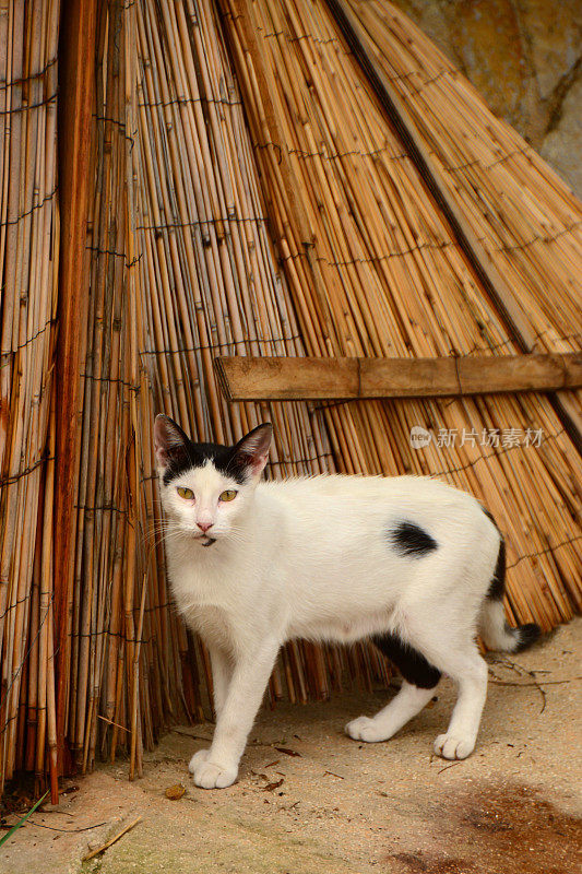 只流浪猫