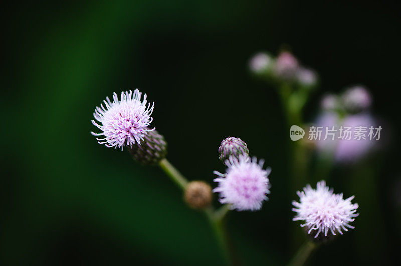 紫花花园背景