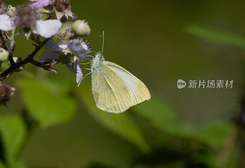 绿脉白蝴蝶