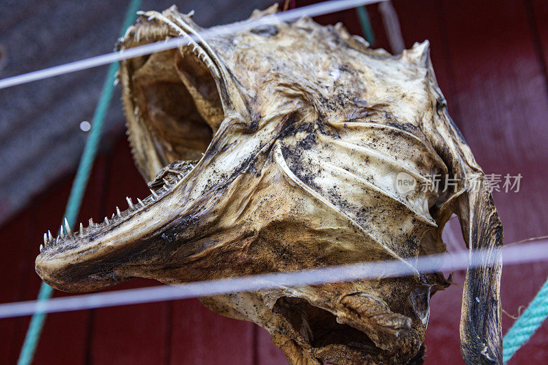 悬挂在罗弗敦群岛晾干的鳕鱼头