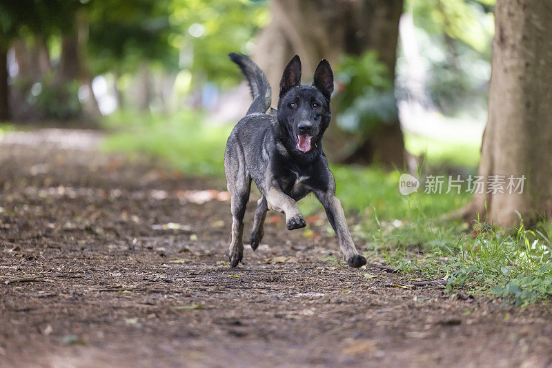 比利时牧羊犬高兴地跑向他的球