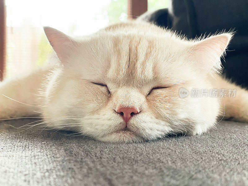 闭着眼睛的英国猫。休息,睡觉。