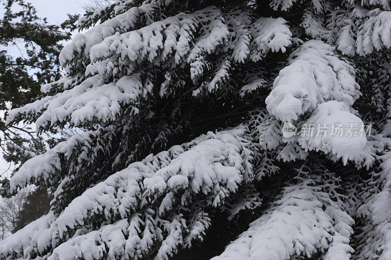 云杉冷杉-带雪的红杉