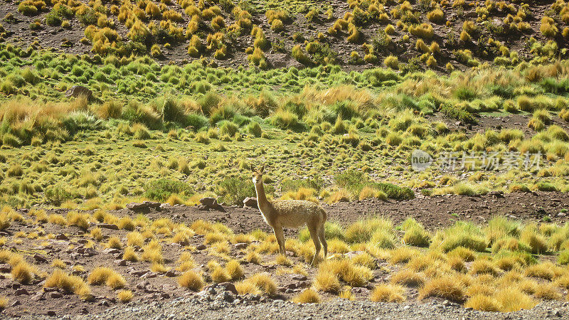 瓜纳科漫步在智利阿塔卡马沙漠色彩斑斓的火山景观上