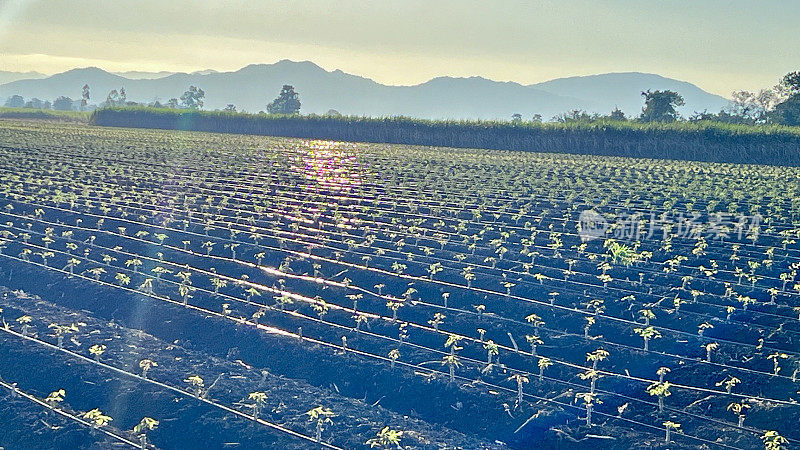 田间木薯树行式滴灌系统