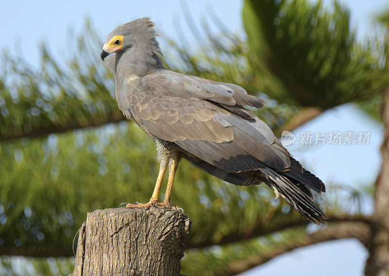 非洲Harrier-Hawk