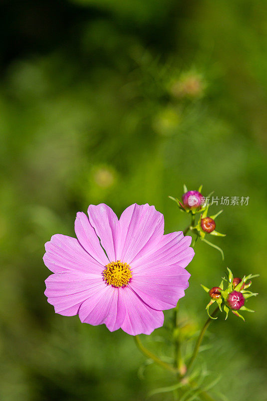 紫粉色宇宙花带芽特写