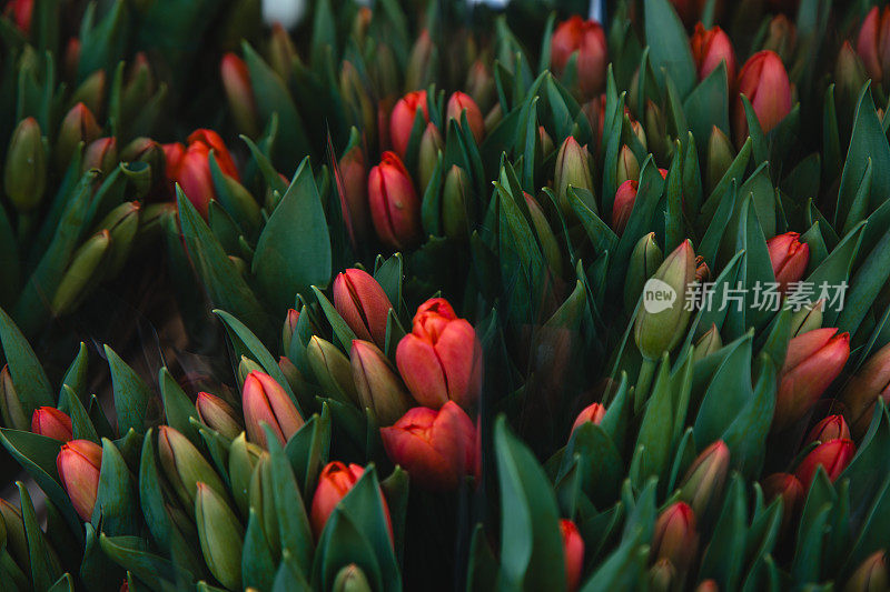 大自然中的绿色郁金香花蕾