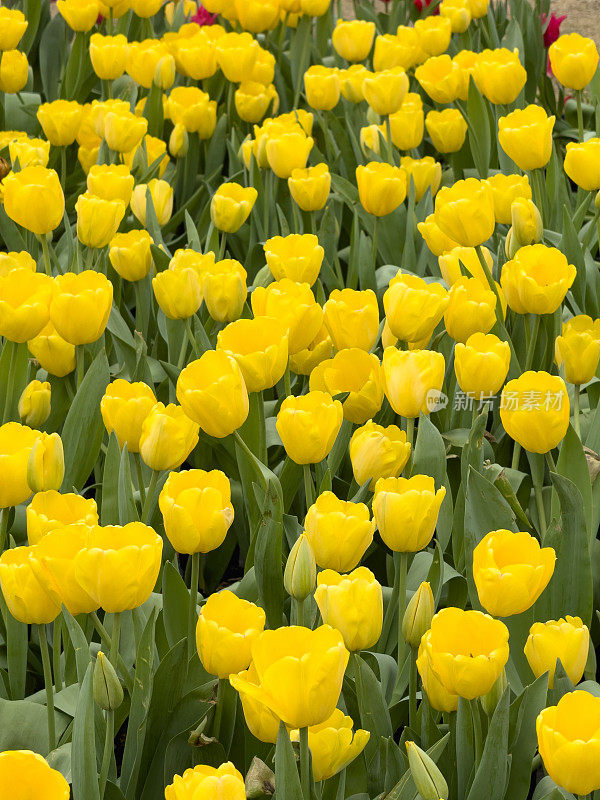 黄色郁金香花