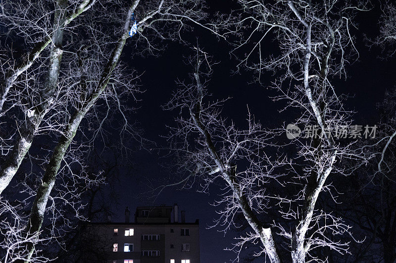 夜晚的树梢，树木，灯光