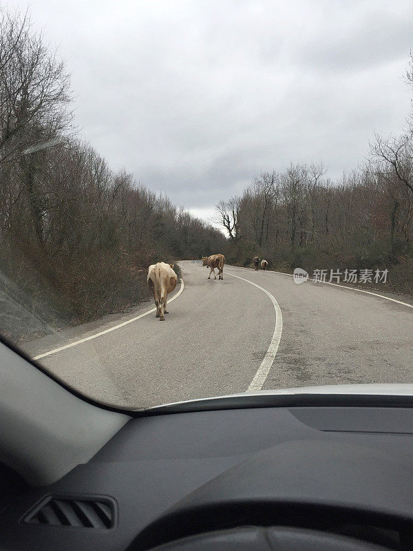 乡间小路上的奶牛