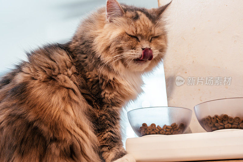 好奇的猫吃食物