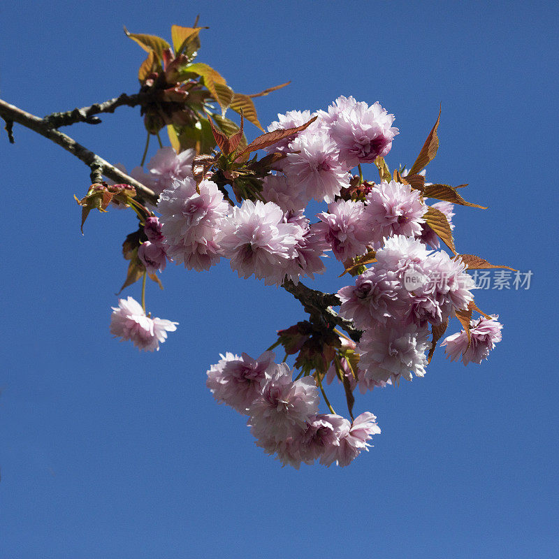 日本樱花