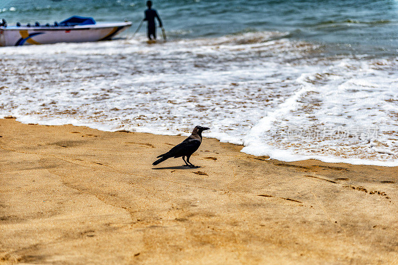黄昏时分，乌鸦在印度果阿邦北部的坎多林海滩上捕捉螃蟹