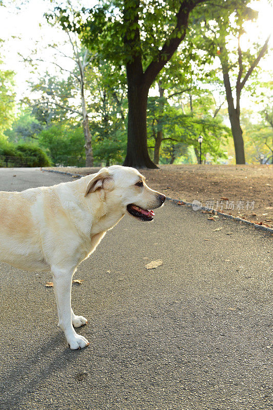 中央公园的拉布拉多寻回犬