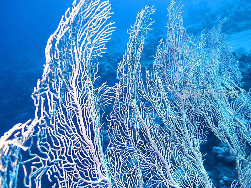 珊瑚礁与柳珊瑚在热带海洋的底部在蓝色的水背景