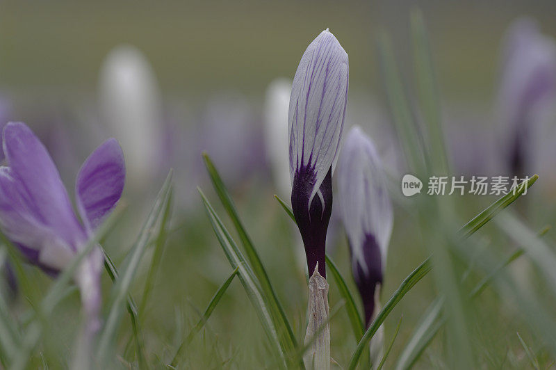 新鲜的紫番红花