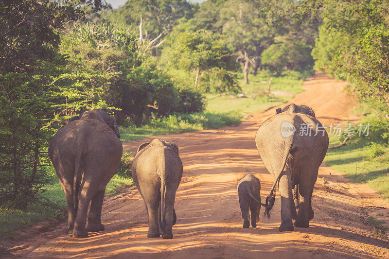 斯里兰卡狩猎公园的大象家族正在过马路。大象一家向水坑移动
